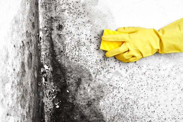 Best Mold Remediation for Healthcare Facilities  in North Fork, AZ